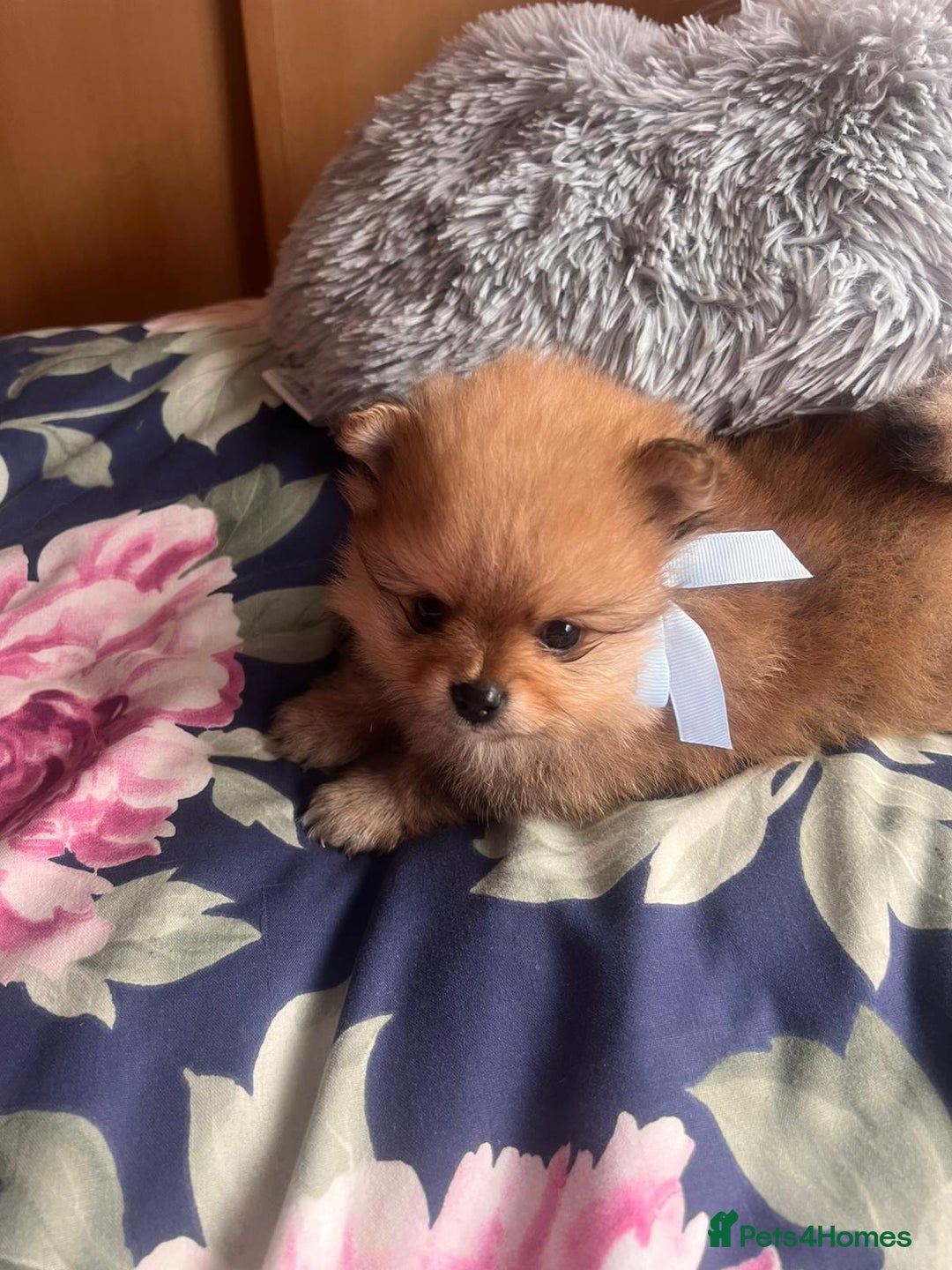 Pomeranian dogs for sale: Beautiful ** Pomeranian puppies  - Advert 10