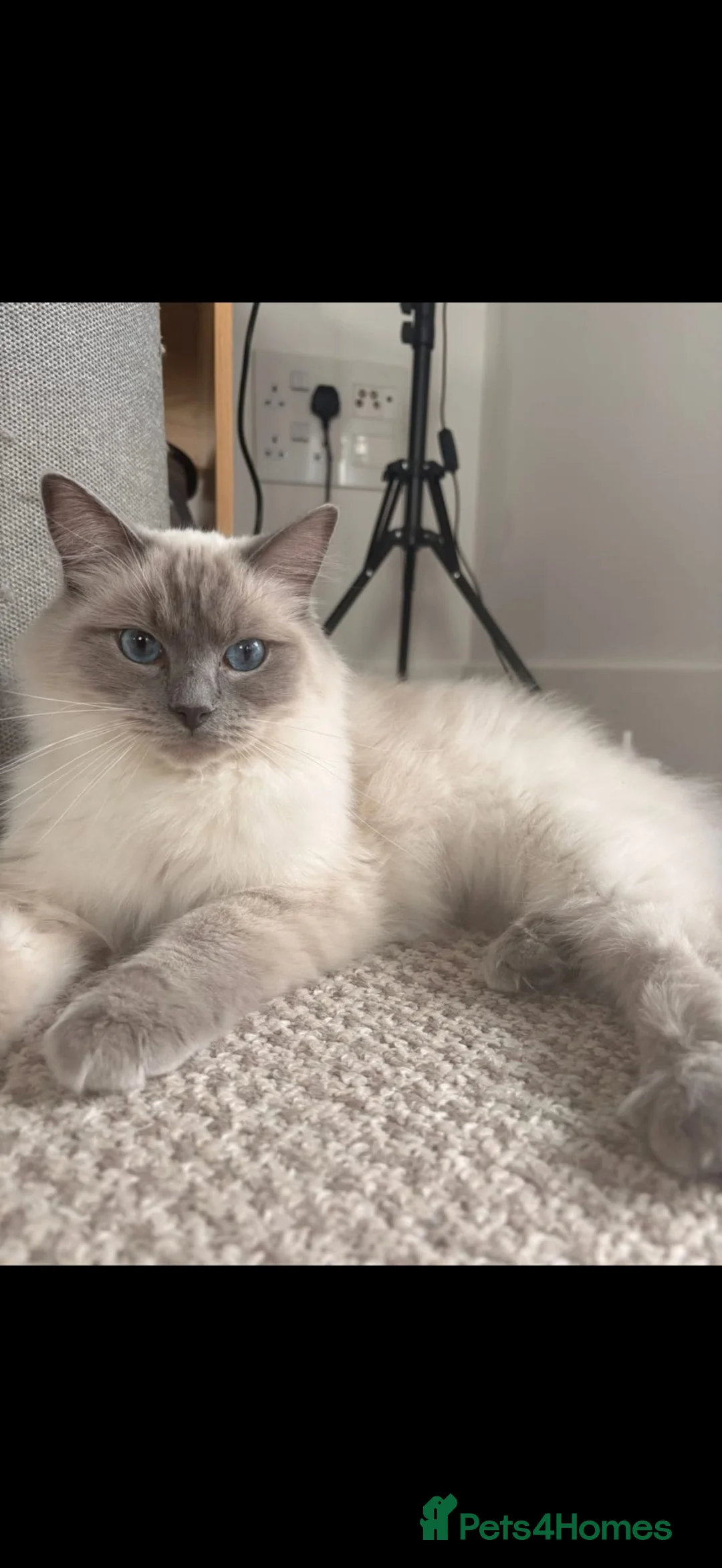 Ragdoll cats for sale: Ragdoll boy 1 year old  in Worcester - Advert 2