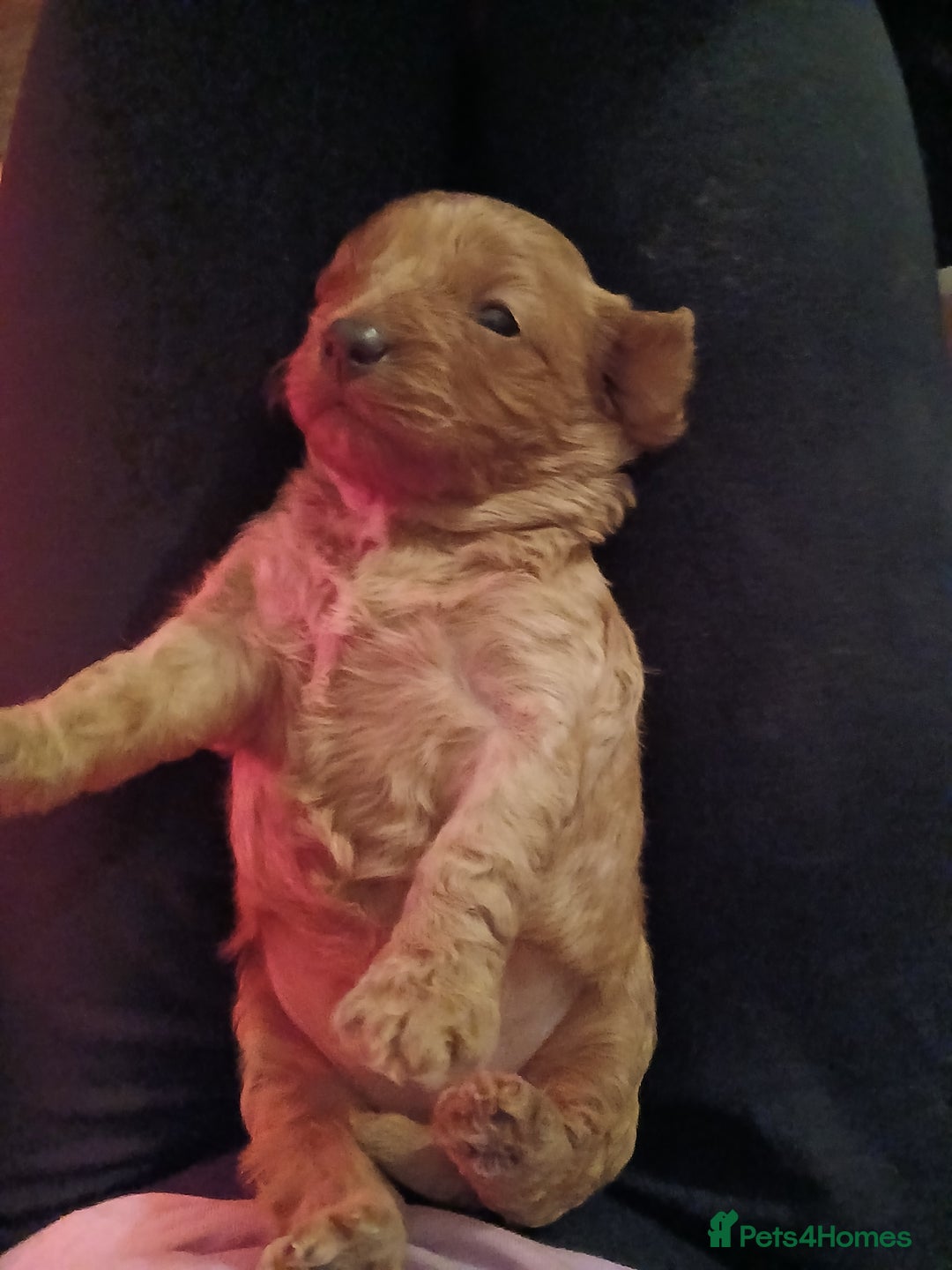 Cavapoo dogs for sale: Toy Cavapoo - Advert 2