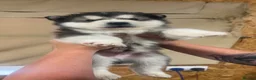 Alaskan Malamute dogs for sale: Purebred Alaskan Malamute in Bradford - Advert 9