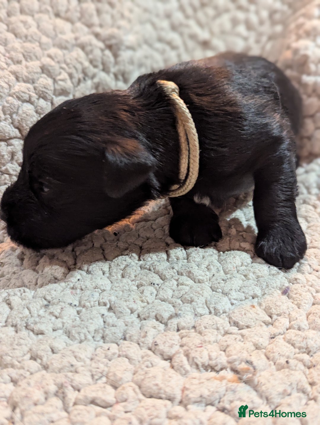 Miniature Schnauzer dogs for sale: Kc reg miniature schnauzers pups available  - Advert 4