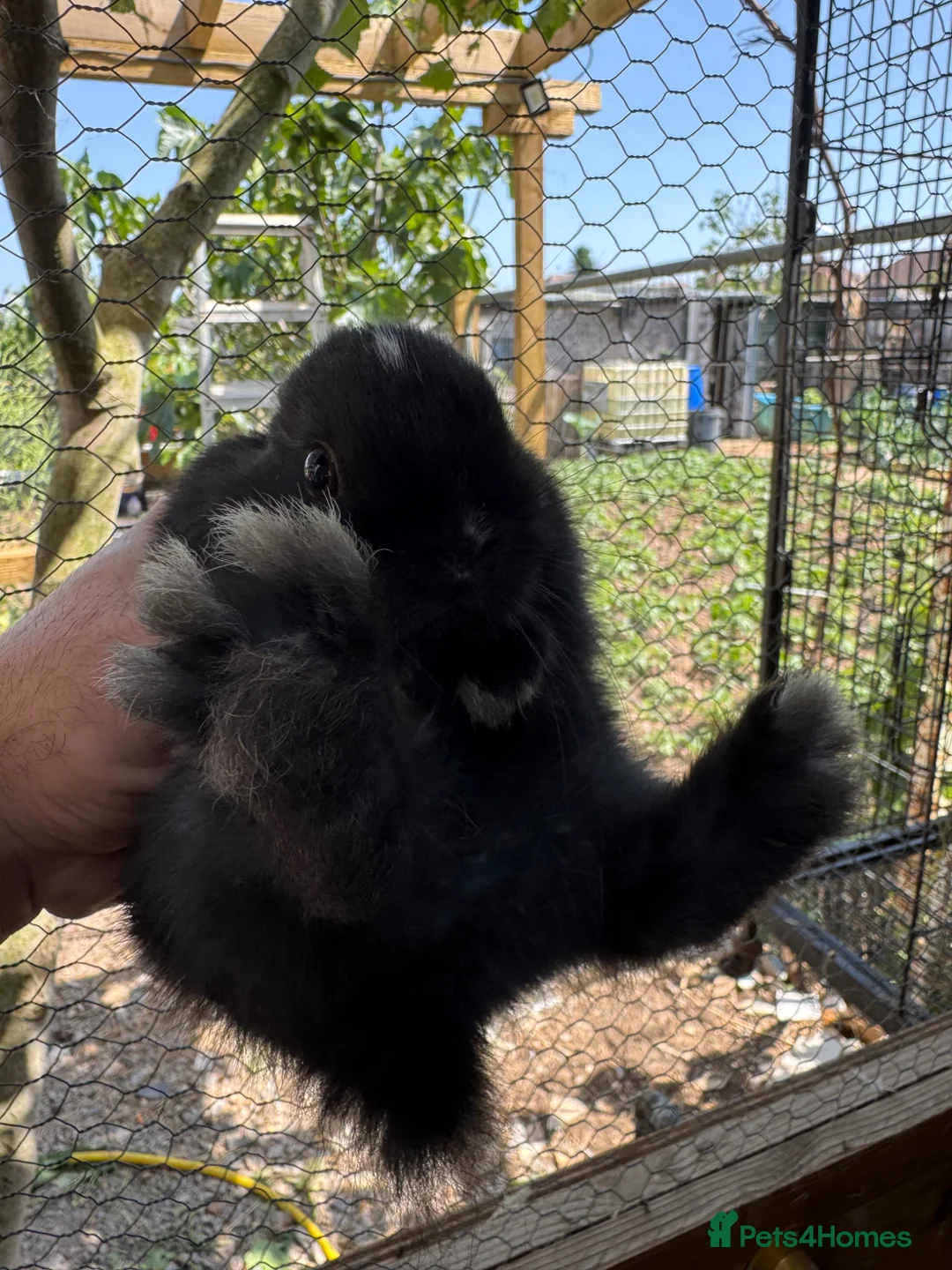Netherland Dwarf rabbits for sale: 6 beautiful bunnies, ready for the new  home - Advert 6