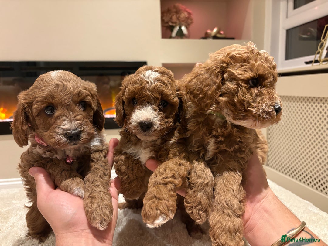 Cavapoo dogs for sale: Outstanding F1B Cavapoo puppies - Image 5