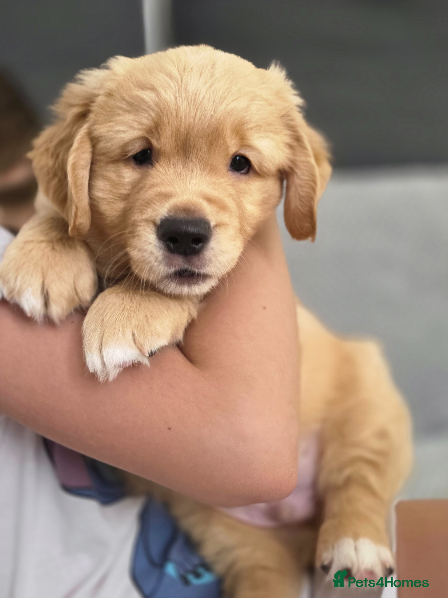 Golden Retriever dogs Golden retrievers  - Advert 6