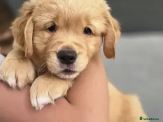Golden Retriever dogs Golden retrievers - Advert 5