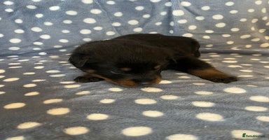 Rottweiler dogs 🤎🖤🦍 KC REGISTERED 5 ⭐️ BREEDER - Advert 13