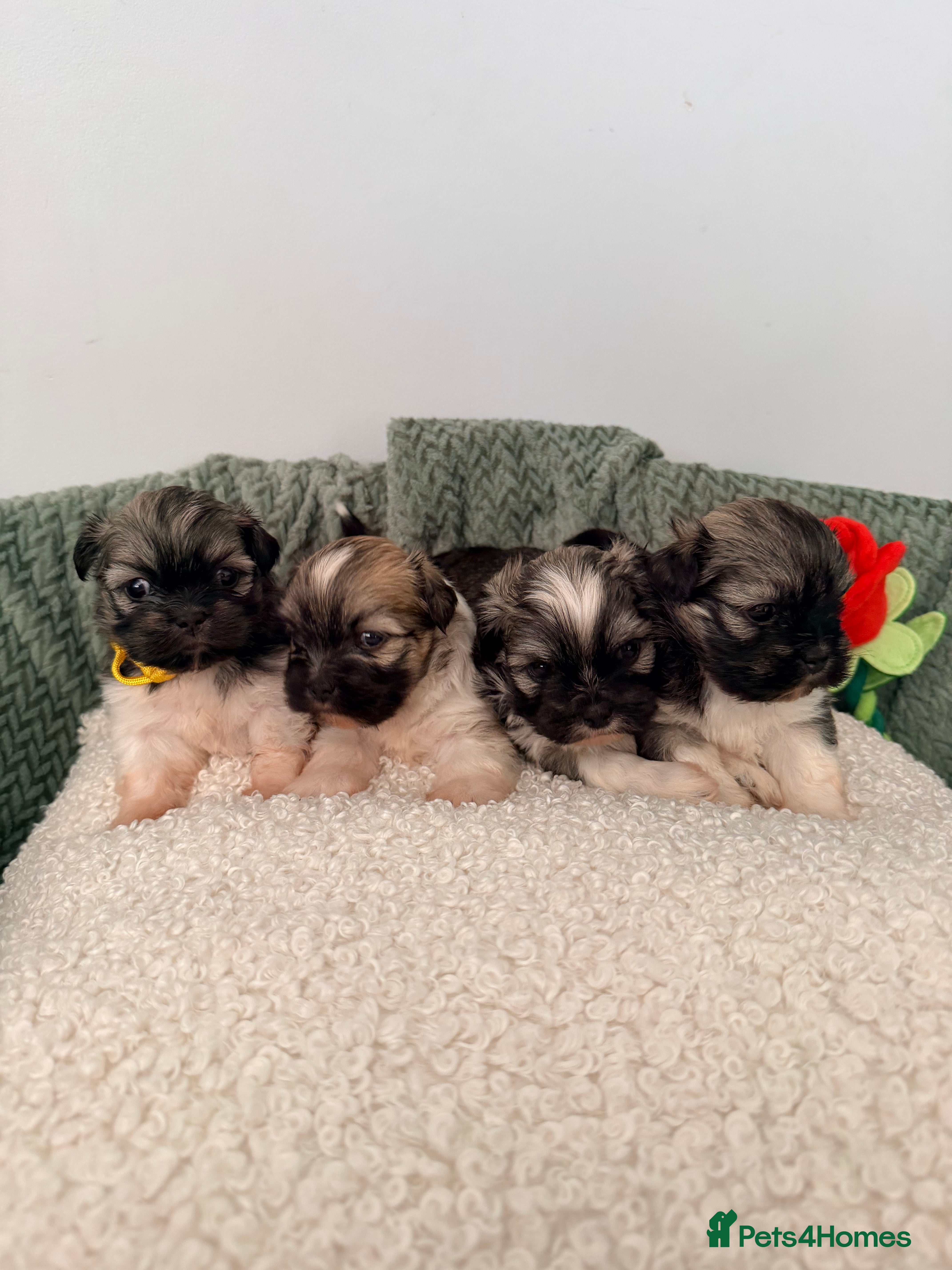 Lhasa Apso dogs Beautiful litter of KC Lhasa Apso puppies  - Advert 10