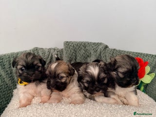 Lhasa Apso dogs Beautiful litter of KC Lhasa Apso puppies - Advert 10