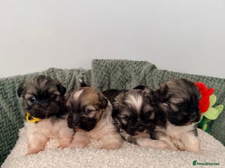 Lhasa Apso dogs Beautiful litter of KC Lhasa Apso puppies - Advert 3