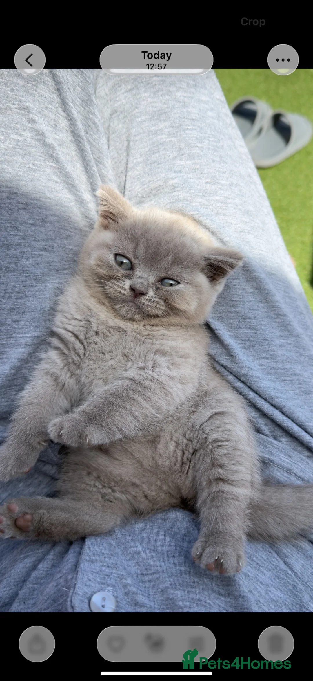 British Shorthair cats for sale: Stunning BSH kittens  - Advert 2