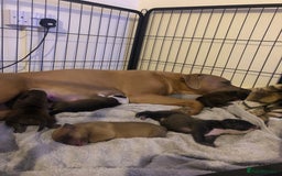 Staffordshire Bull Terrier dogs for sale: Staffordshire bull terrier puppies - Image 7