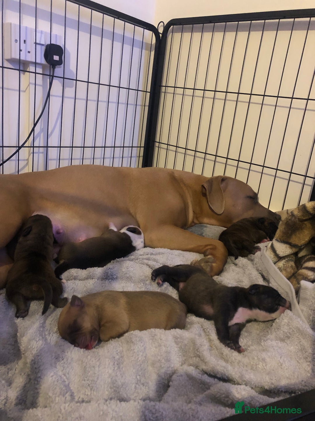 Staffordshire Bull Terrier dogs for sale: Staffordshire bull terrier puppies - Image 7