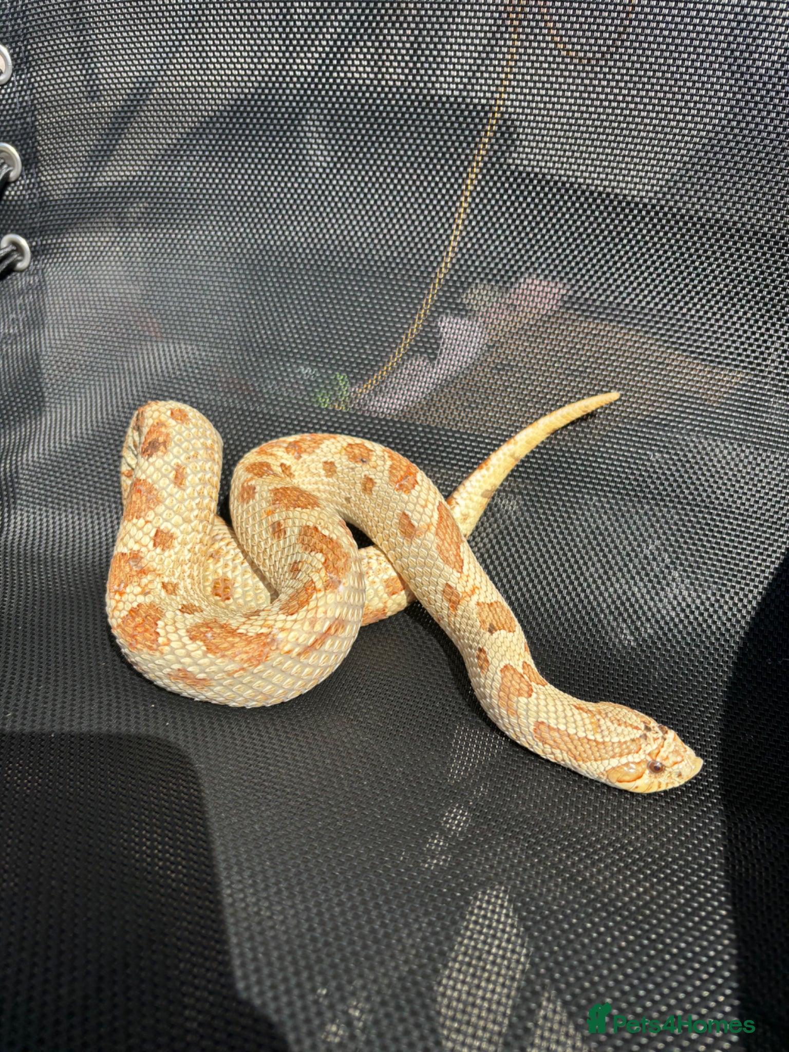 Mixed Breed reptiles Hognose/Royal python snakes for sale with vivs - Advert 6