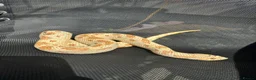 Mixed Breed reptiles for sale: Vivarium set ups and snakes for sale  - Advert 2