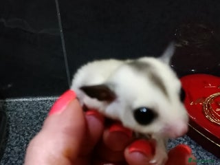 Sugar Glider rodents Stunning baby sugar glider - Advert 1