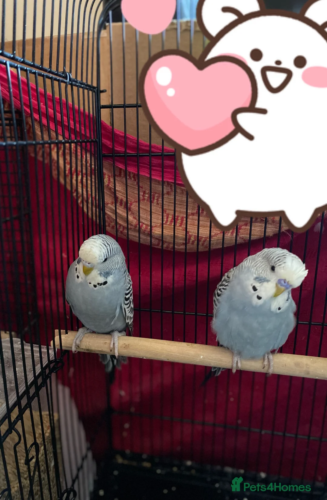 Budgerigars birds for sale: Gray budgies in Southall - Advert 1