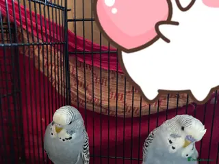 Budgerigars birds Gray budgies - Advert 6