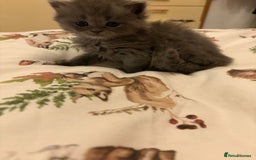 British Shorthair cats for sale: British short hair/persian mother - Image 8