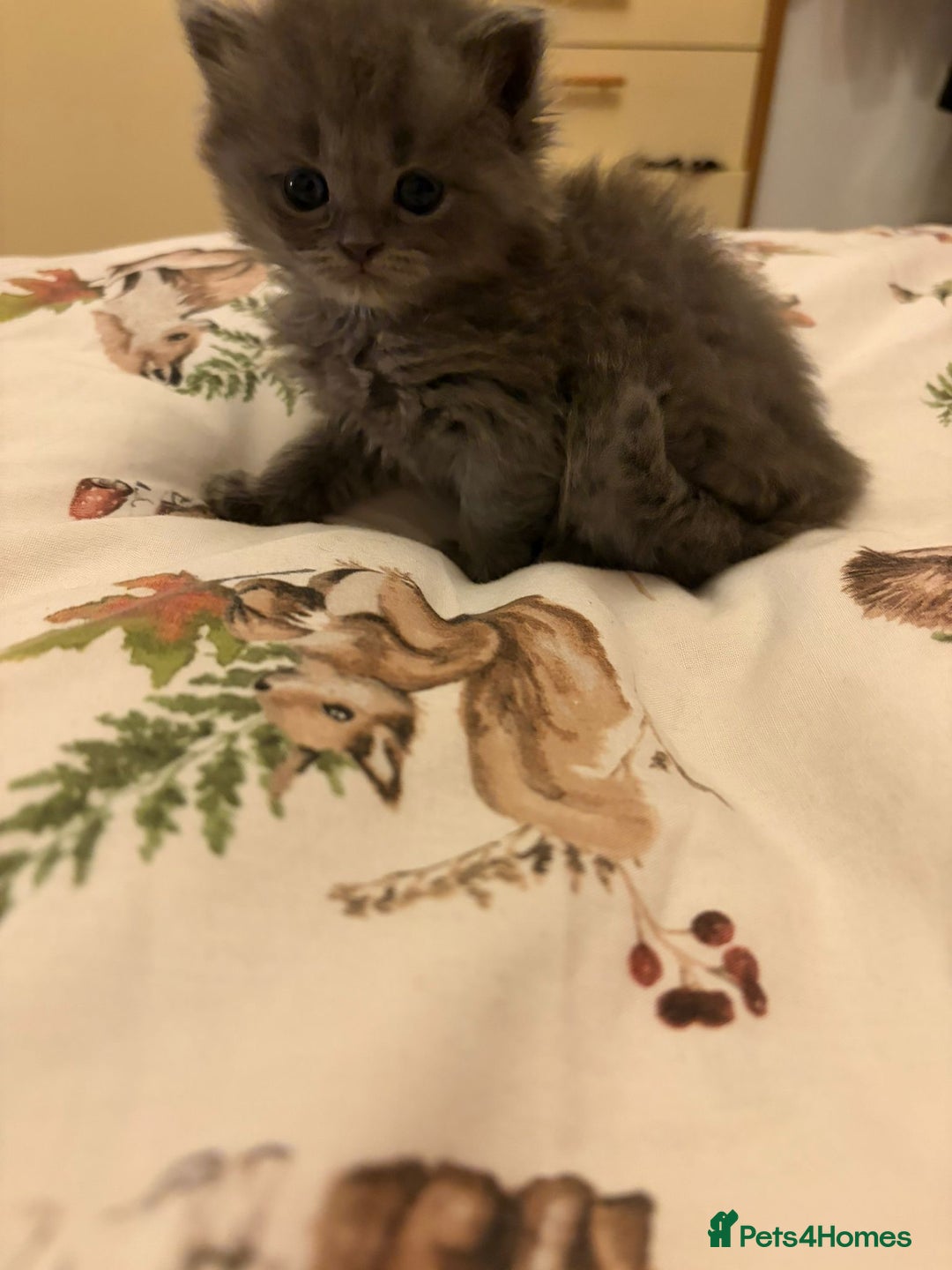 British Shorthair cats for sale: British short hair/persian mother - Image 8