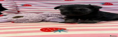 Miniature Schnauzer 5