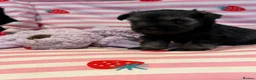 Miniature Schnauzer dogs for sale: Beautiful kc Reg mini schnauzers pups available. - Advert 15