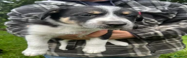 Mixed Breed Puppy 4