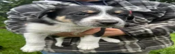 Mixed Breed dogs for sale: Collie x huntaway  - Advert 9