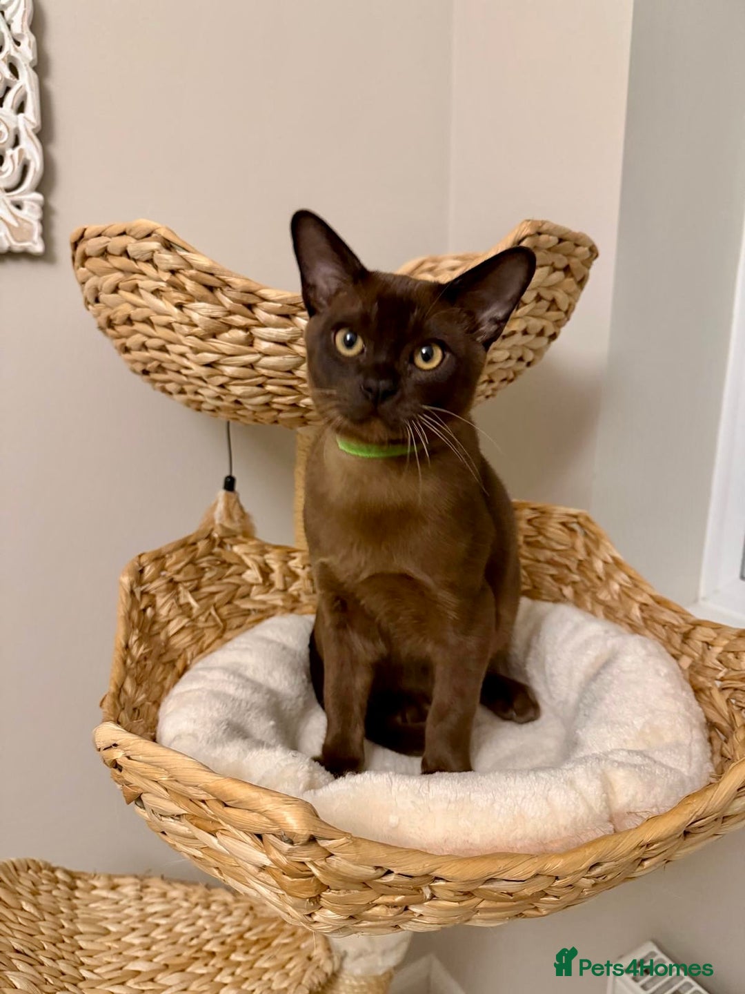 Burmese cats for sale: Beautiful Burmese boy - Advert 2