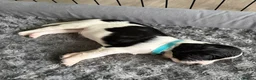 English Springer Spaniel dogs for sale: KC Registered English Springer Spaniel puppies - Advert 23