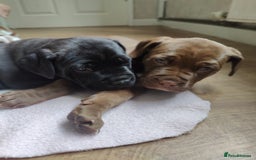 Mixed Breed dogs for sale: dog de bordeaux mixed Dalmatian  - Image 12