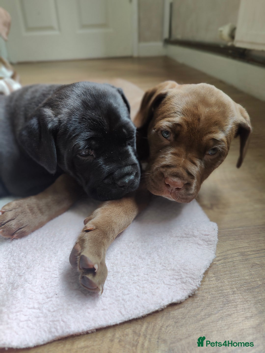 Mixed Breed dogs for sale: dog de bordeaux mixed Dalmatian  - Image 12