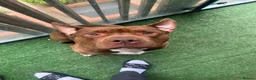 American Bully dogs for sale: Special Boy needs Rehoming - Advert 3