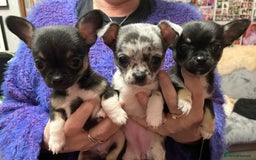 Mixed Breed dogs for sale: Chihuahua with a bit of French Bulldog puppies - Advert 4