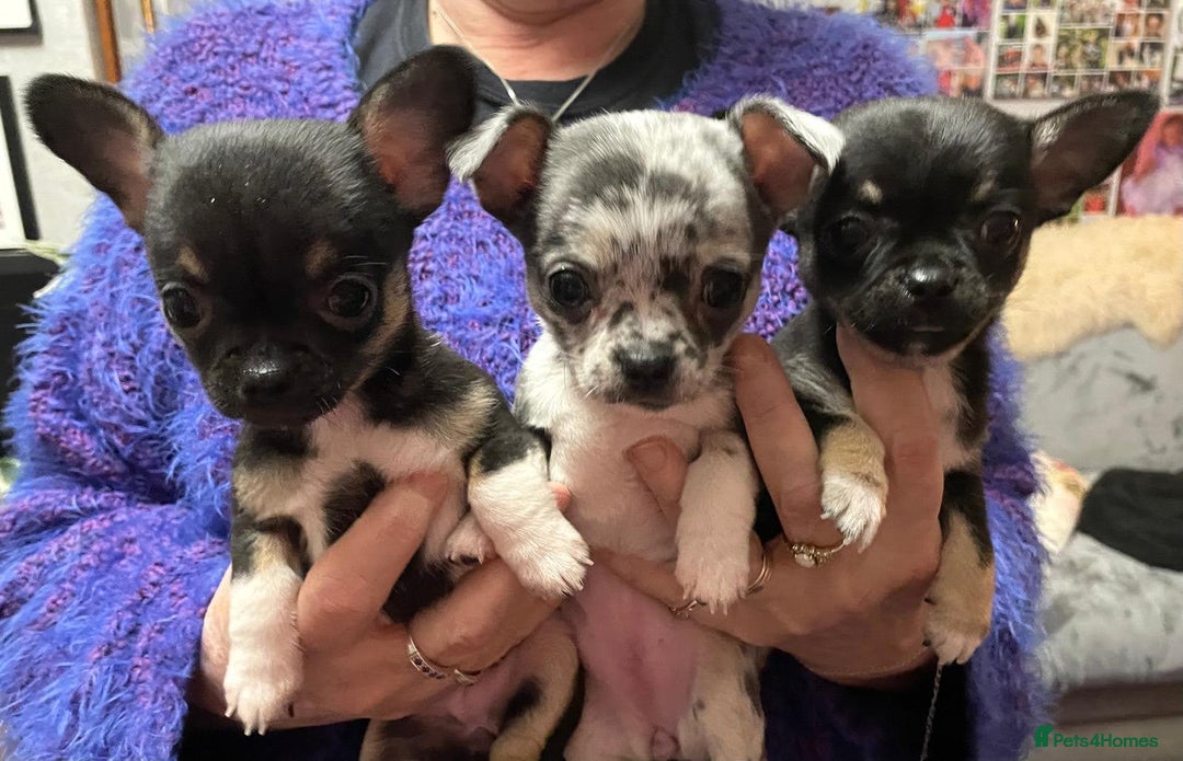 Mixed Breed dogs for sale: Chihuahua with a bit of French Bulldog puppies - Advert 4
