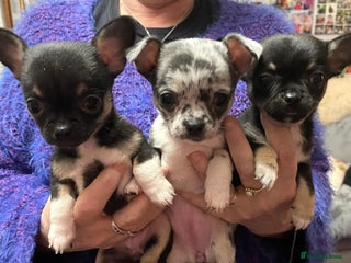 Mixed Breed dogs Chihuahua with a bit of French Bulldog puppies - Advert 2