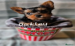 Yorkshire Terrier dogs for sale: miniature toy yorkie pups - Image 13