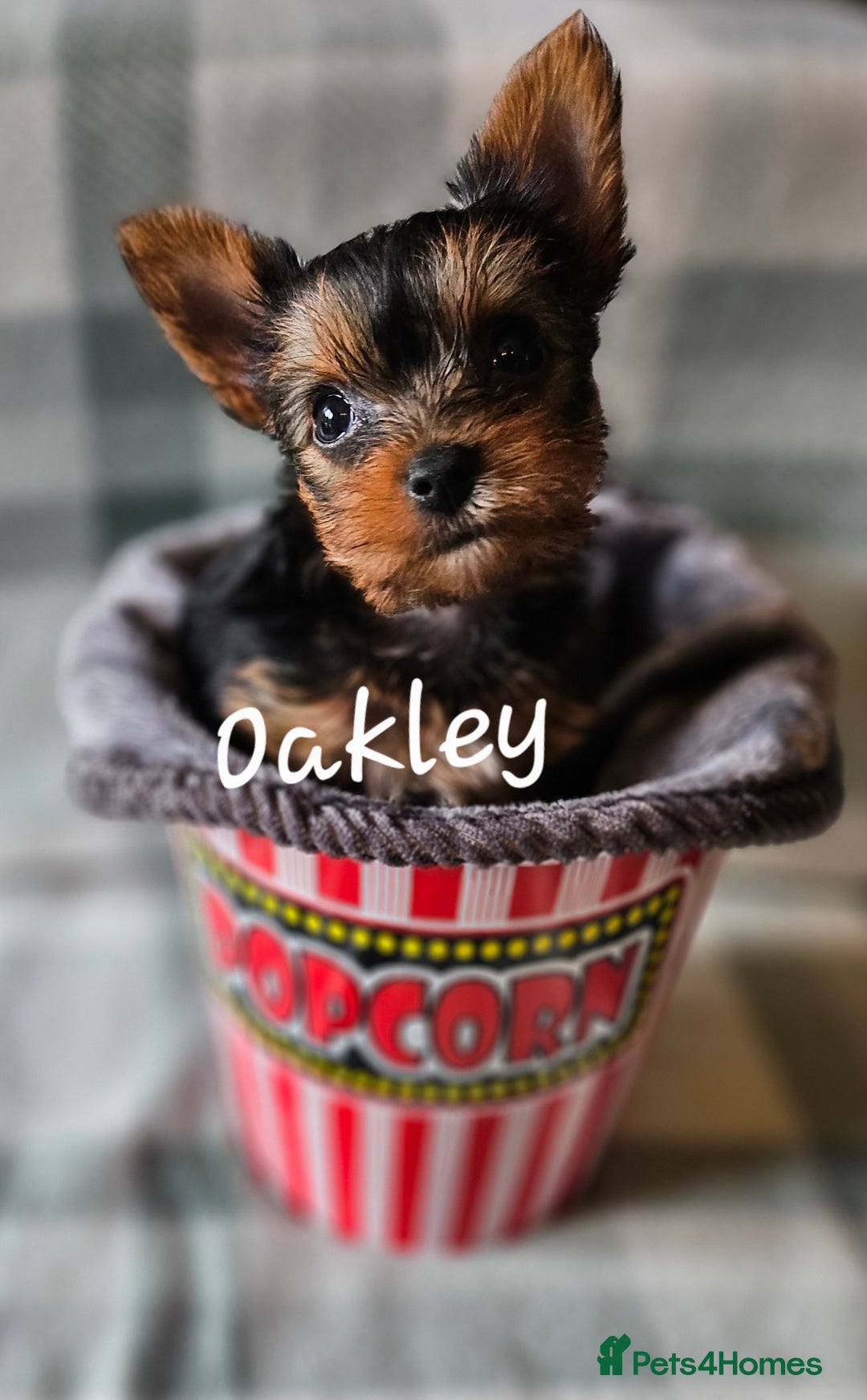 Yorkshire Terrier dogs for sale: miniature toy yorkie pups - Image 13
