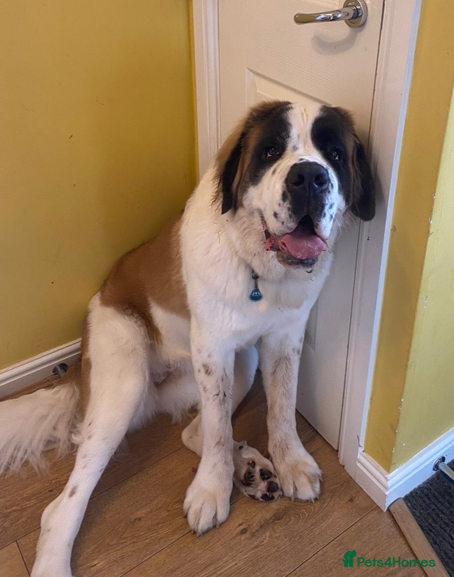 Saint Bernard dogs Saint Bernard female - 4 years old  - Advert 14