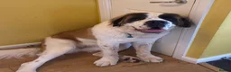 Saint Bernard dogs for sale: Saint Bernard female - 4 years old  - Advert 1