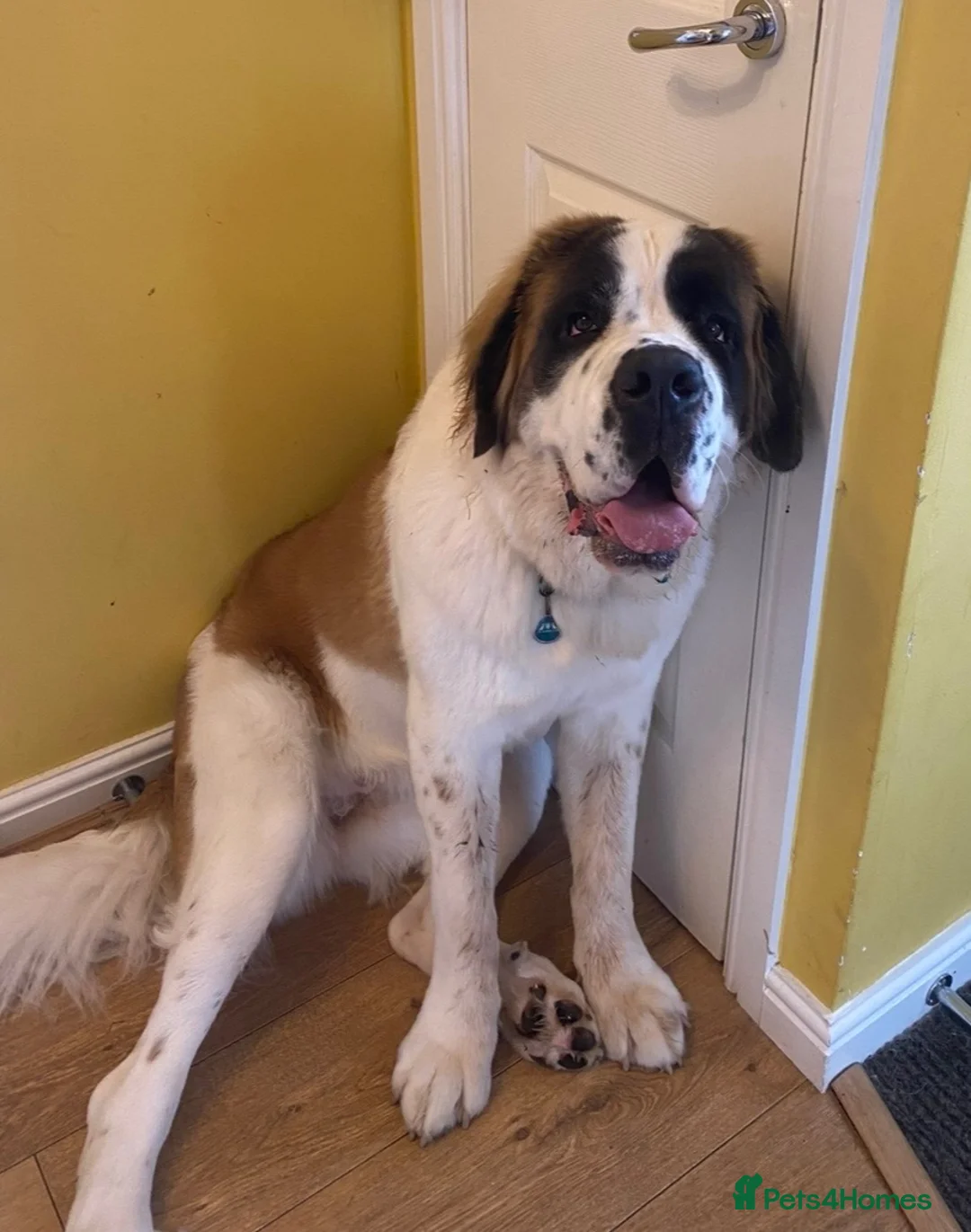 Saint Bernard dogs for sale: Saint Bernard female - 4 years old  - Advert 1