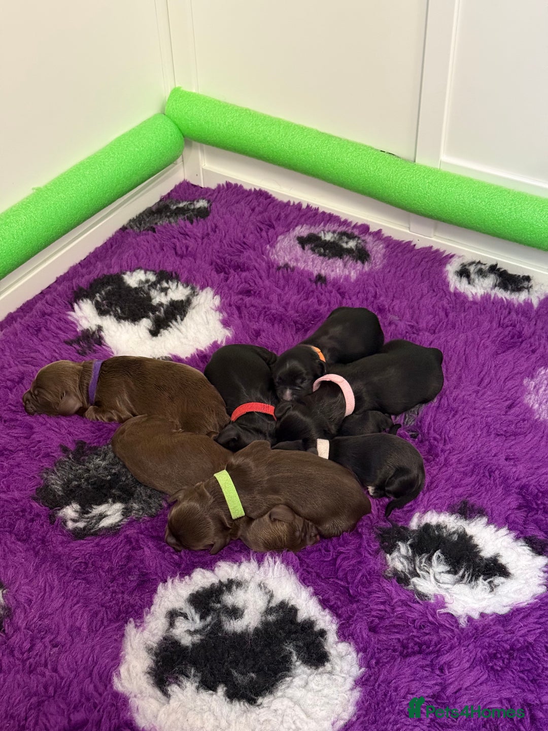 Cocker Spaniel dogs for sale: Working Cocker Spaniel Bitch available now - Image 5