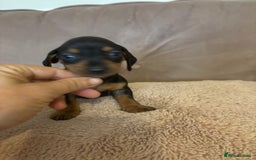 Dachshund dogs for sale: Dachshund puppies for sale stunning  - Image 9