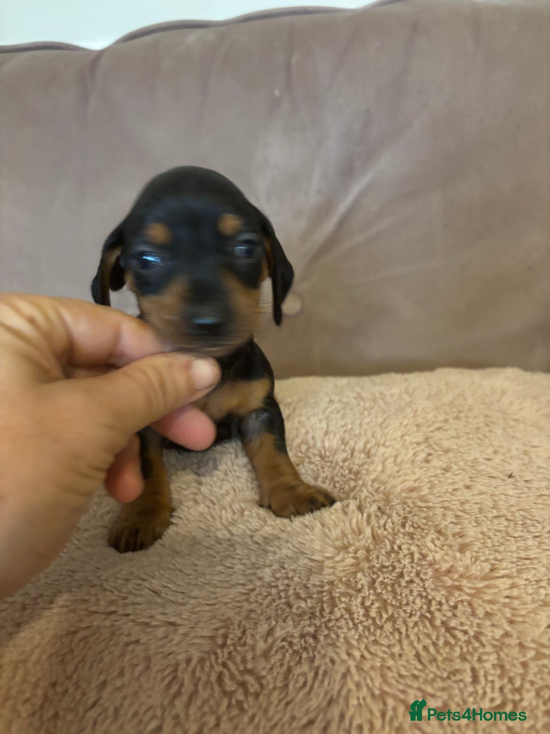 Dachshund dogs for sale: Dachshund puppies for sale stunning  - Image 9
