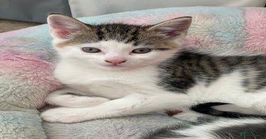 British Longhair cats - Advert 3