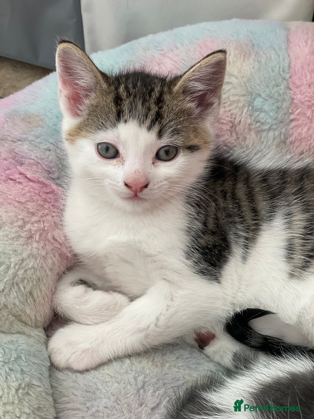 British Longhair cats for sale: White and tabby boy ready now  - Image 2