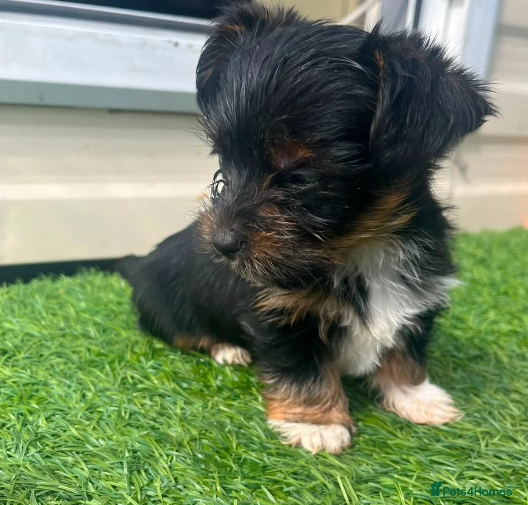 Yorkshire Terrier dogs for sale: YORKSHIRE TERRIERS X JACK RUSSELL in Iver - Advert 6