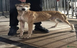 Lurcher dogs for sale: Bull cross puppies  - Image 18