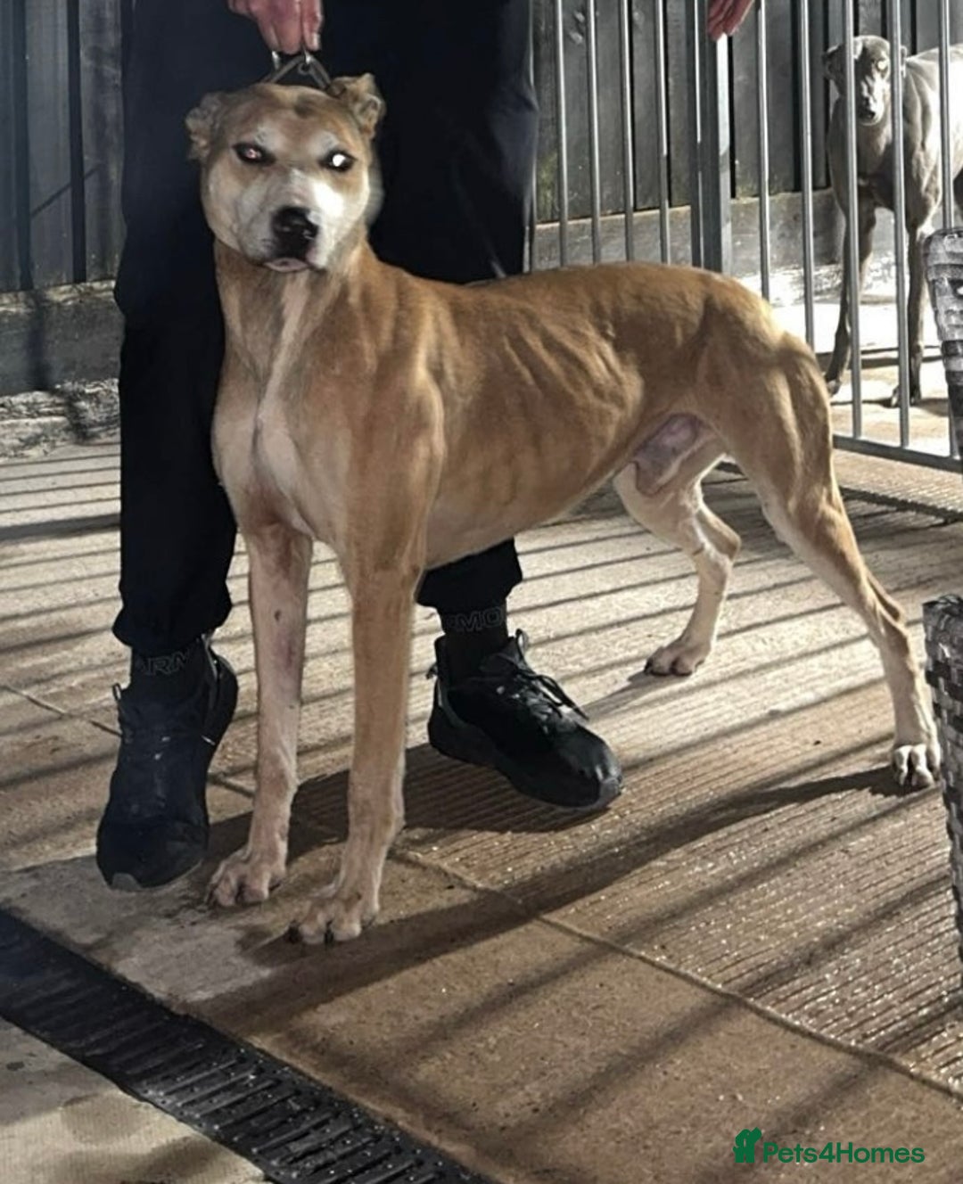 Lurcher dogs for sale: Bull cross puppies  - Image 18