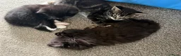 Mixed Breed cats for sale:  🐱 3 ADORABLE MALE KITTENS — Yeovil 🐱 - Advert 4