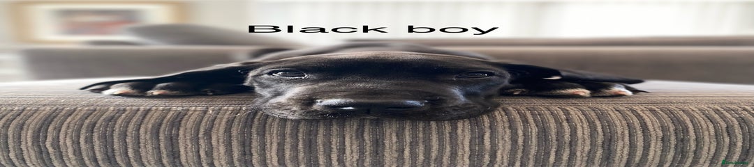 Black Boy